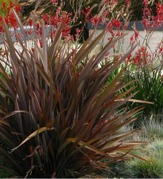 Phormium 'Amazing Red' (New Zealand Flax)
